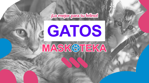gatos